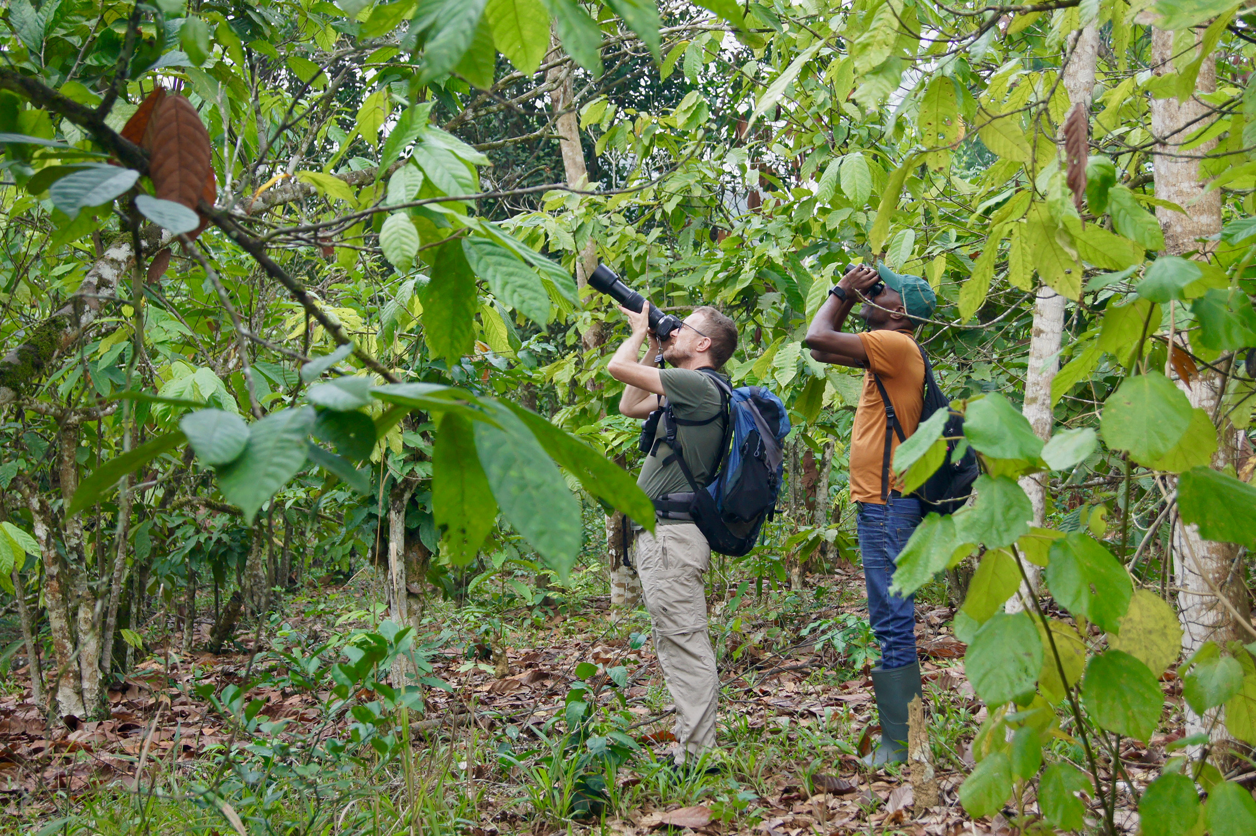 Bird_surveys_Cocoa_Wilma_Hart